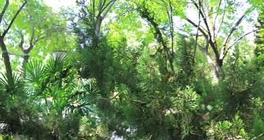 树林绿色植物实景拍摄视频的预览图